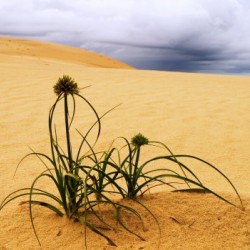 Desert flower 1